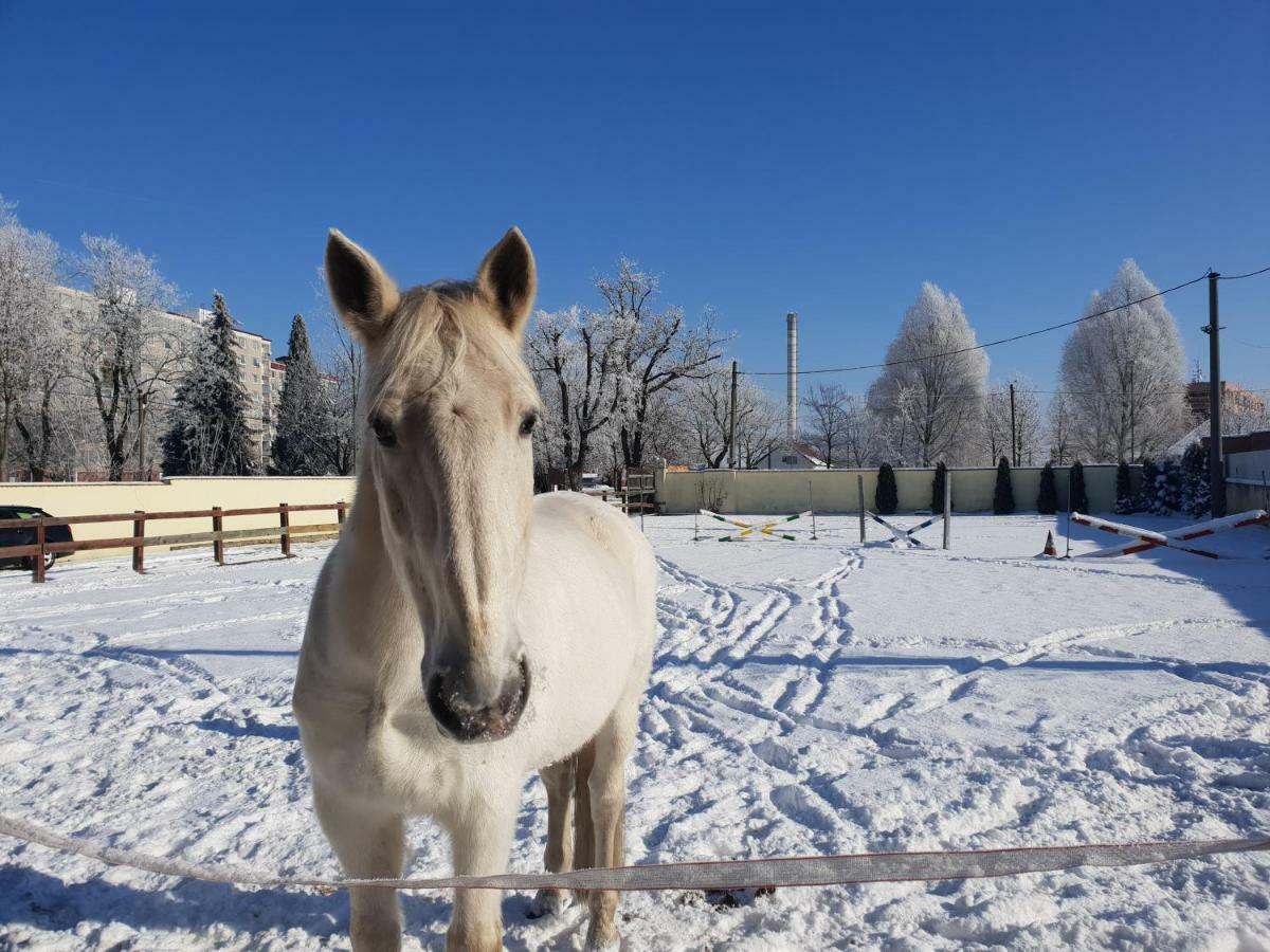 Farm Stay Nh Stables Nyrany Εξωτερικό φωτογραφία